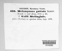 Pucciniastrum guttatum image